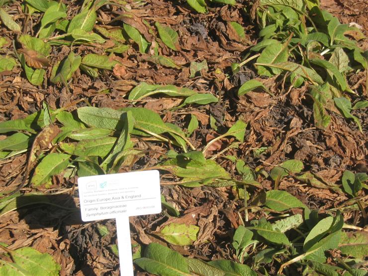 One for Vic - family Boraginaceae